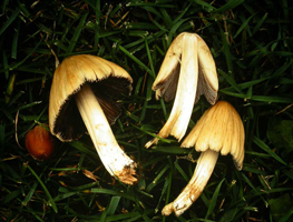 Coprinus micaceus, several younger mushrooms with the typical hollow stalk and crowded gills starting to darken with spore development.